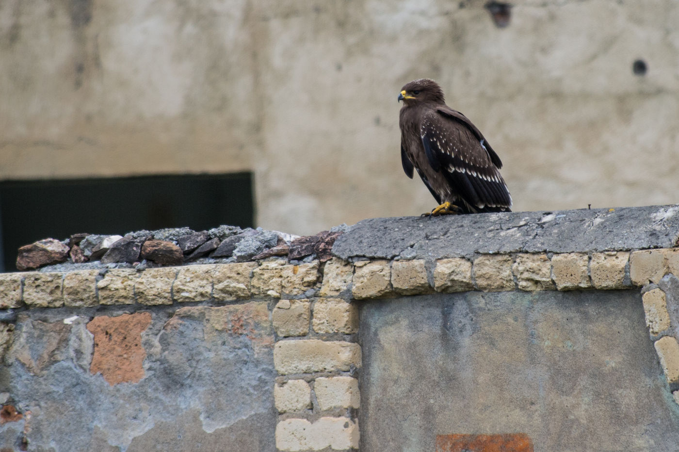 Een juveniele schreeuwarend pauzeert even om vervolgens de tocht naar het zuiden te hervatten. © Billy Herman