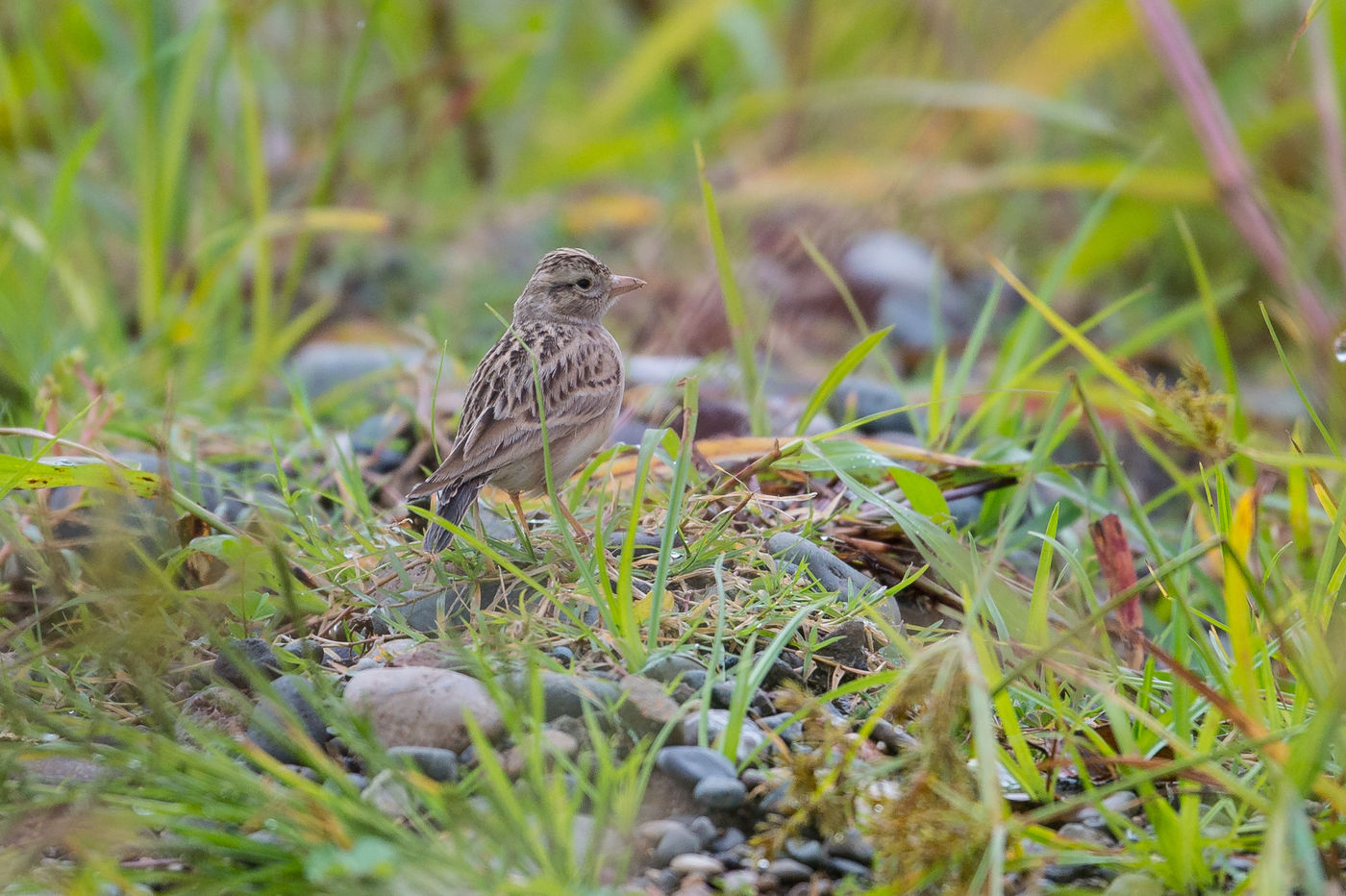 Een kortteenleeuwerik in de Chorokhi delta. © Billy Herman