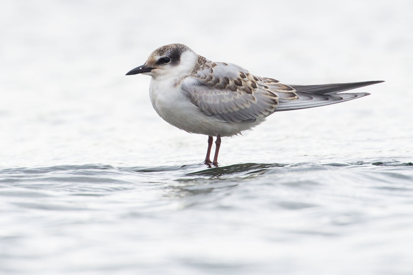 Een juveniele witwangstern in de Chorokhi delta. © Billy Herman