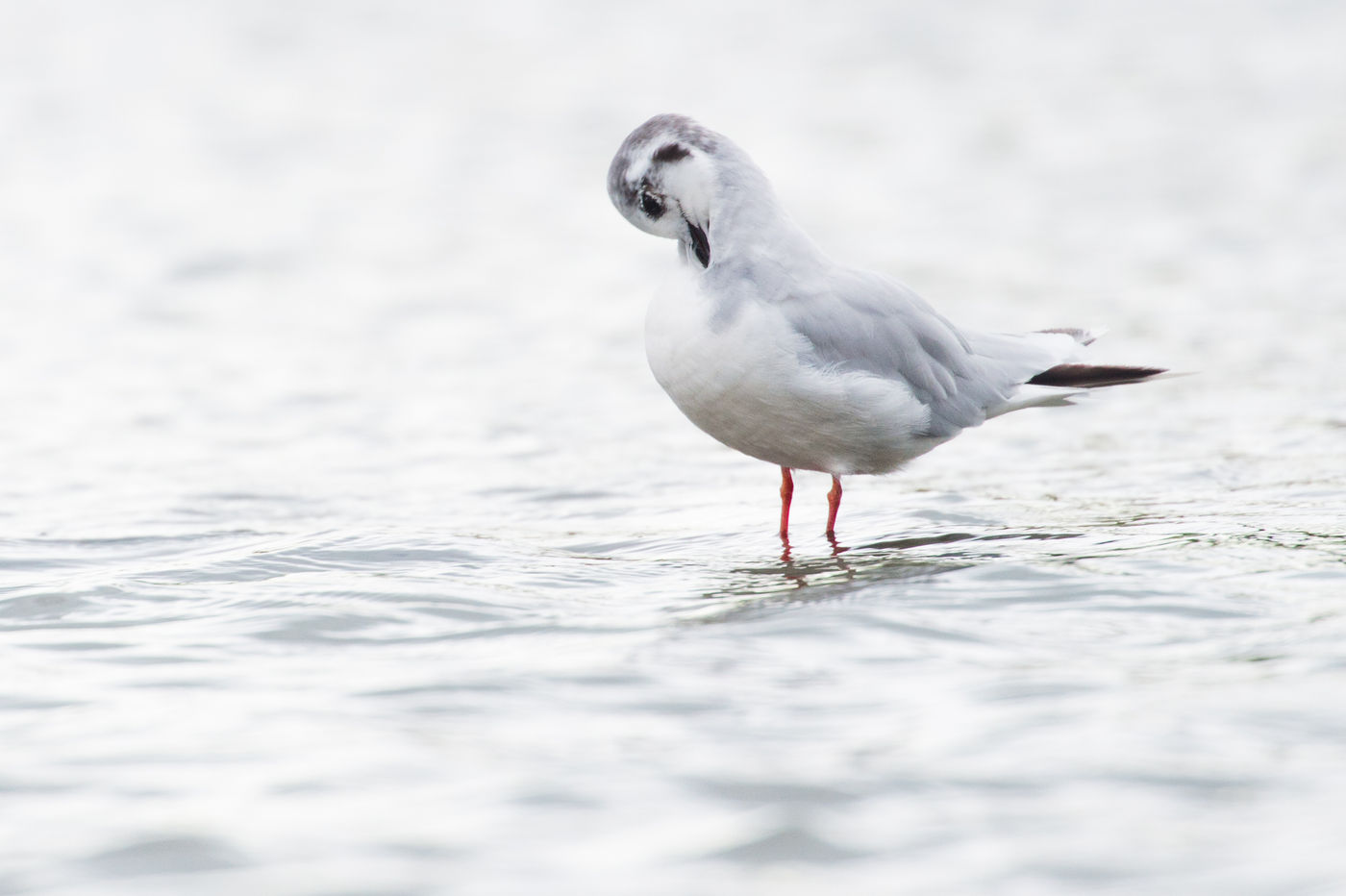 Een dwergmeeuw houdt het netjes. © Billy Herman