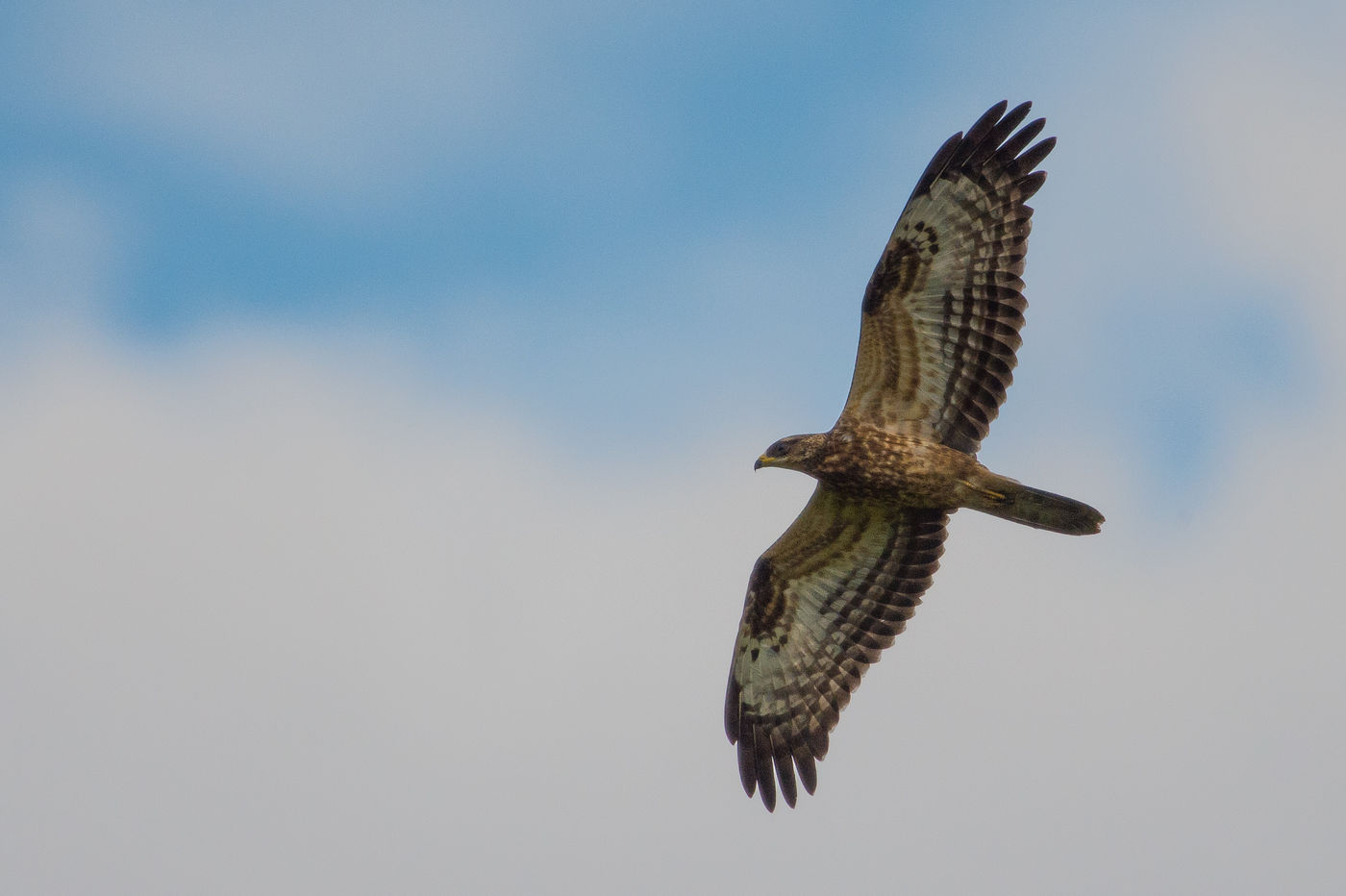 Een juveniele wespendief, te herkennen aan, onder andere, de gele washuid. © Billy Herman