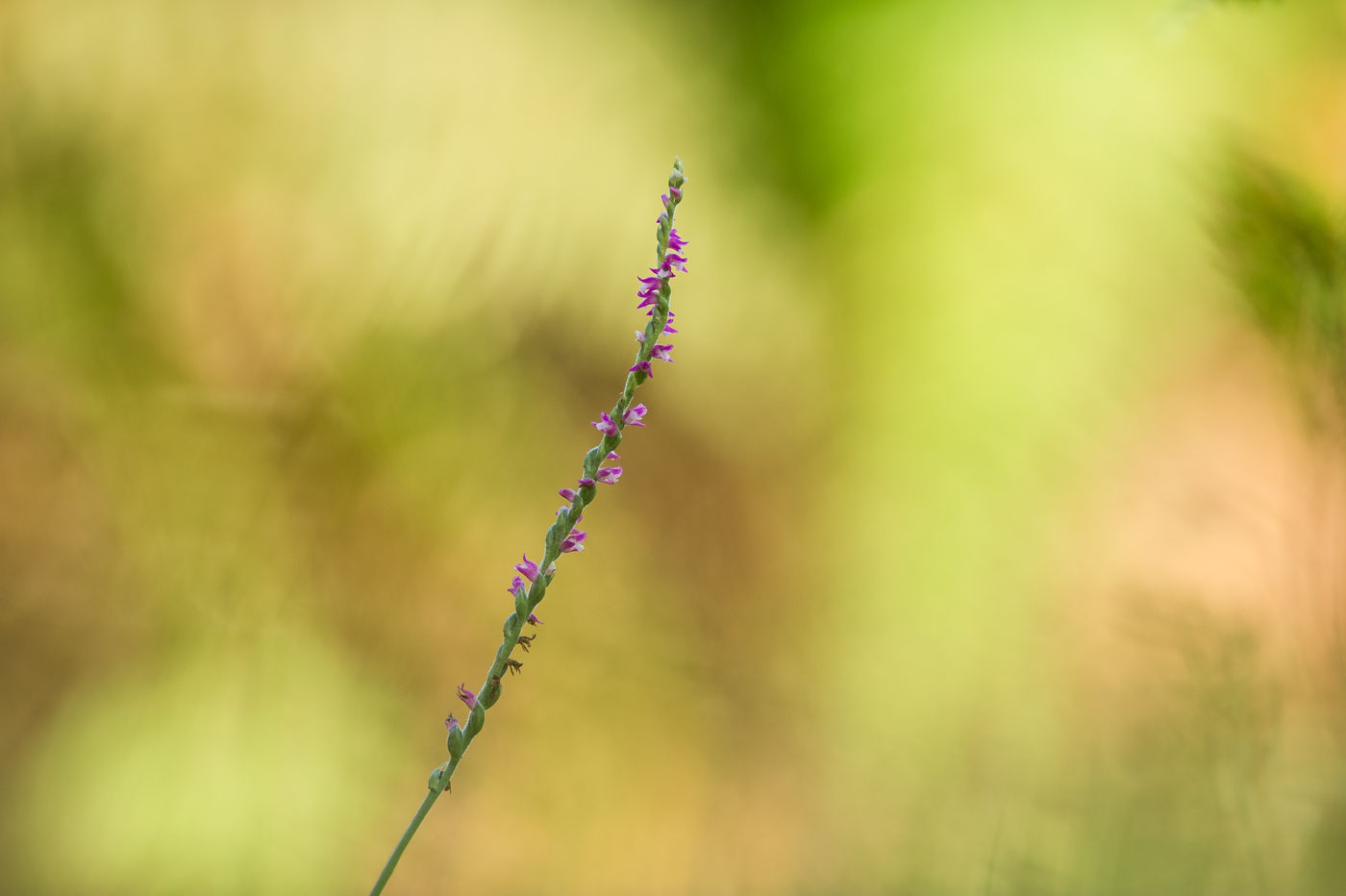 Deze purperen schroeforchis is een van de meest interessante plantjes die je tegenkomt op weg naar de telpost. © Billy Herman