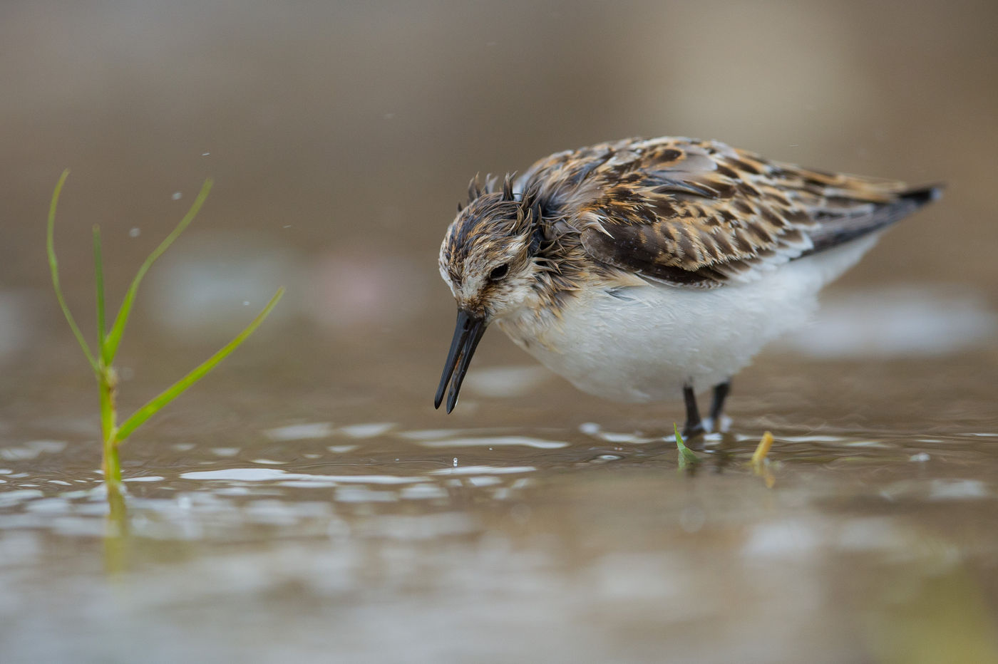 Een ietwat potsierlijke kleine strandloper pikt naar ongewervelden. © Billy Herman