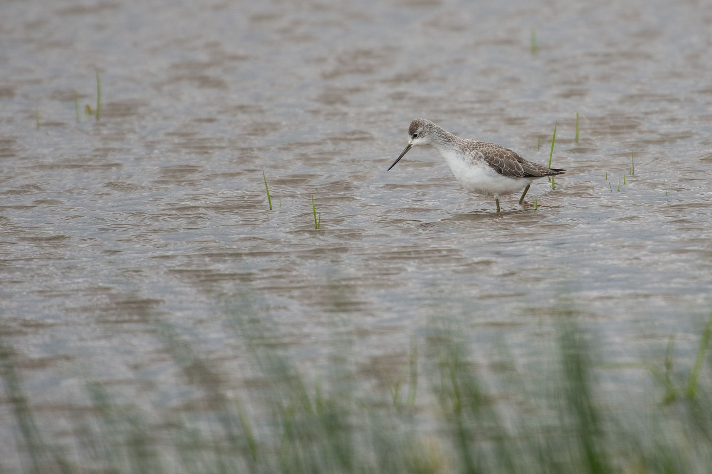 Een jonge poelruiter waadt sierlijk door het water. © Billy Herman