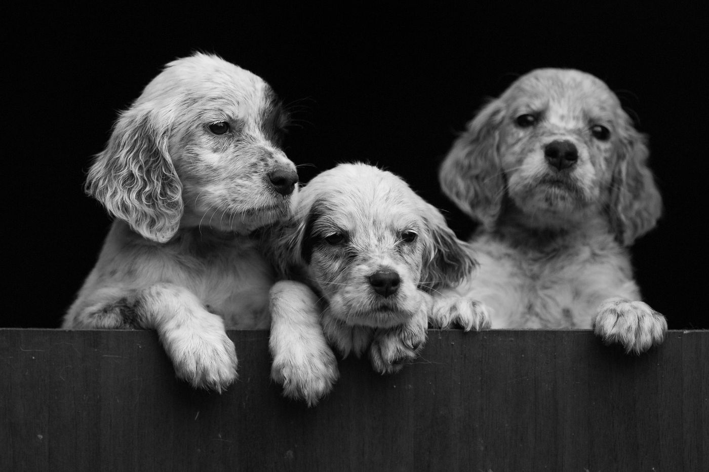 Lokale hondjes. © Billy Herman
