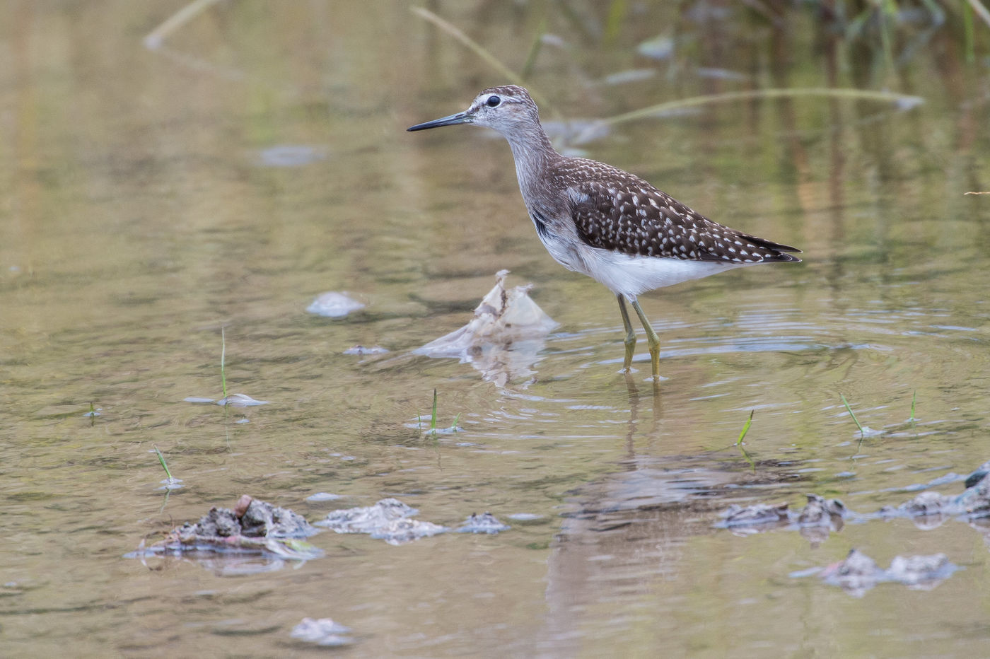 Een juveniele bosruiter houdt de sloot waar hij zich in bevindt goed in de gaten. © Billy Herman