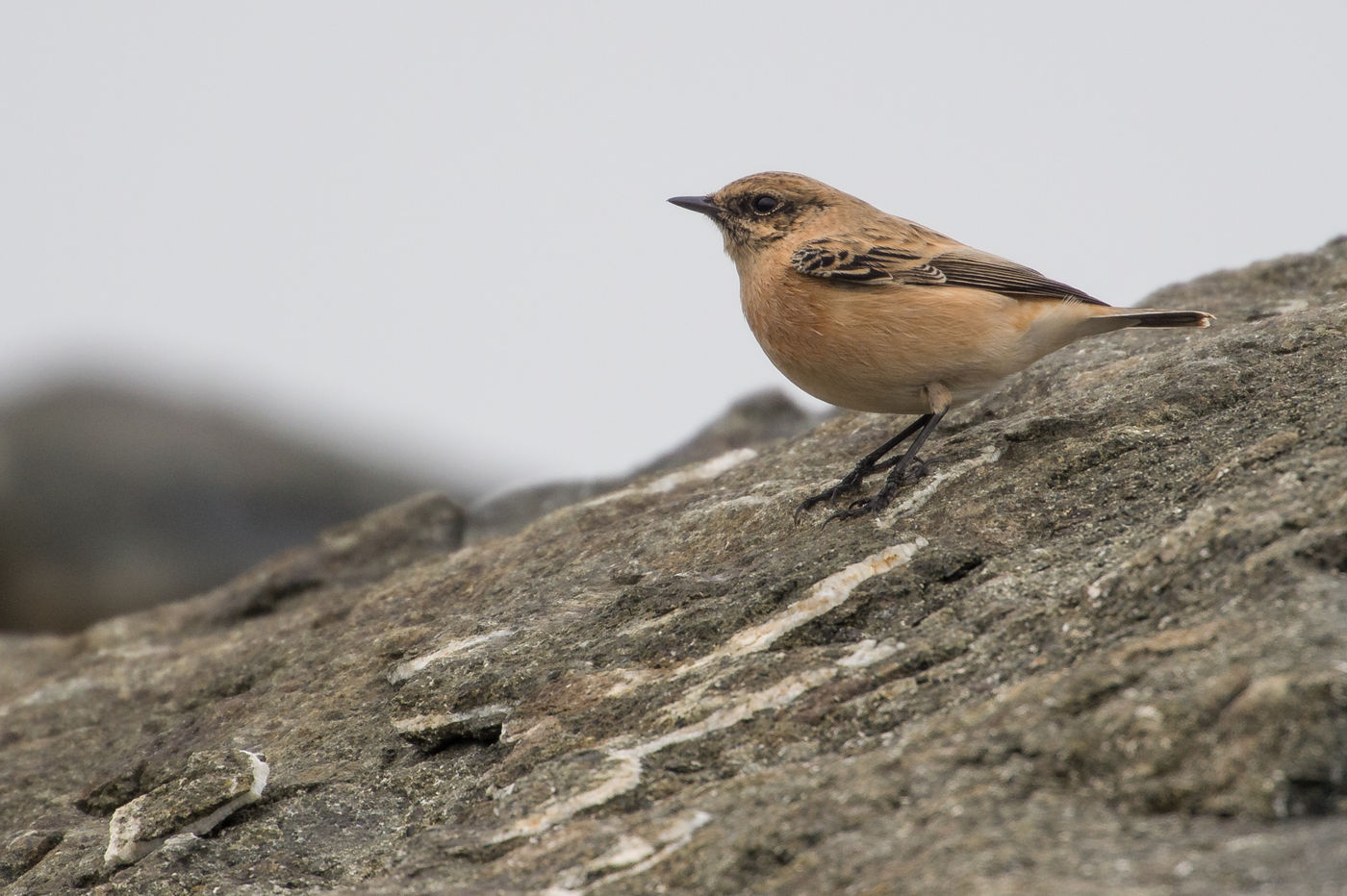 Een Aziatische roodborsttapuit is steeds een leuke verrassing. © Billy Herman