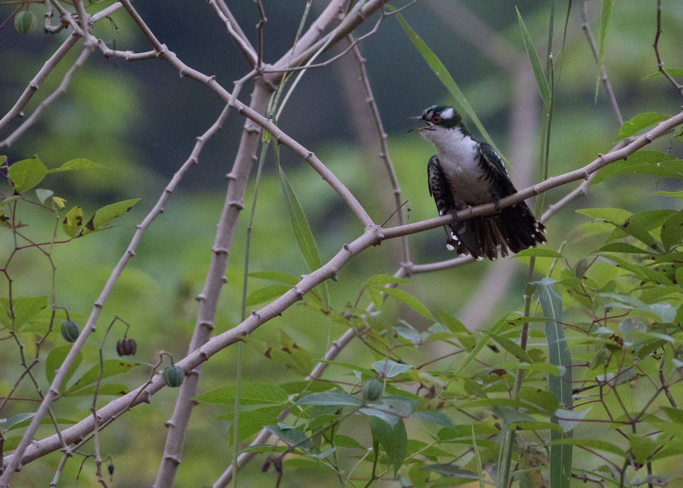 Een erg actieve didric cuckoo tijdens een wandeling door Atewa. © Joachim Bertrands