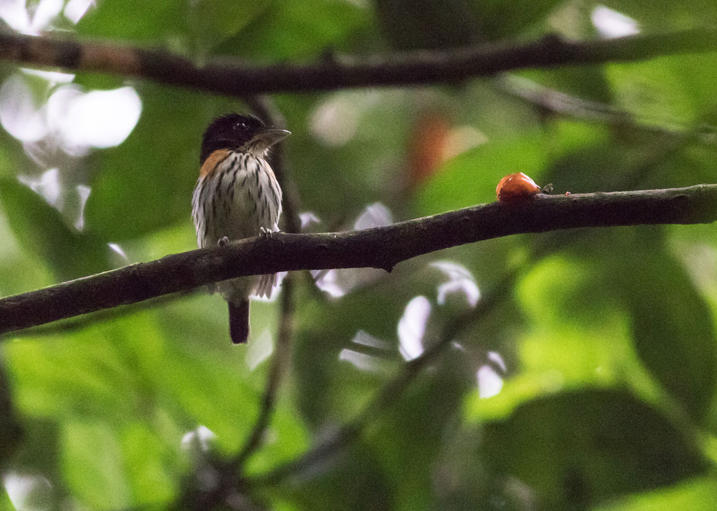 Rufous-sided broadbill is een erg fraaie soort met bijzonder baltsgedrag. © Joachim Bertrands