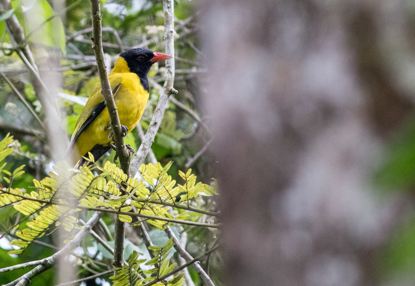 De black-winged oriole, een nauwe verwant van onze wielewaal. © Joachim Bertrands