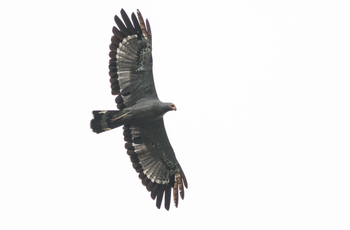 African harrier-hawks zijn impressionante roofvogels en hier frequente verschijningen. © Joachim Bertrands