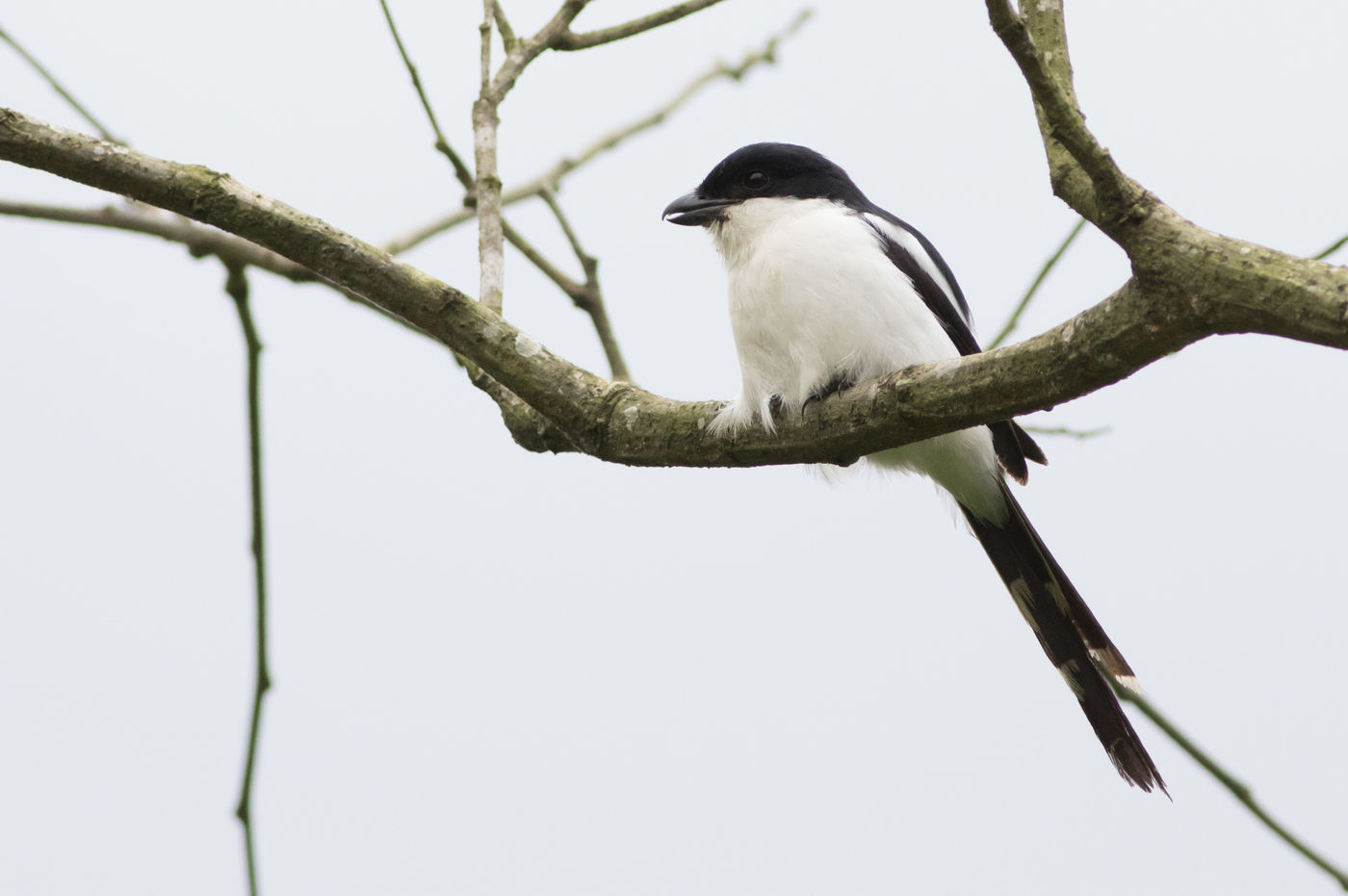 Common fiscals tref je overal en zijn de standaard klauwier. © Joachim Bertrands