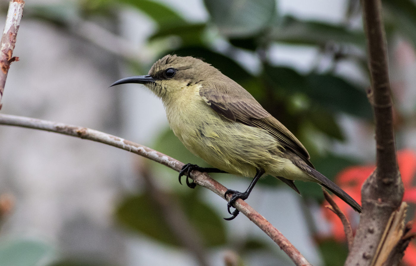 Vrouwtjes sunbirds, zoals deze olive-bellied, zijn meestal minder aantrekkelijk gekleurd. © Joachim Bertrands