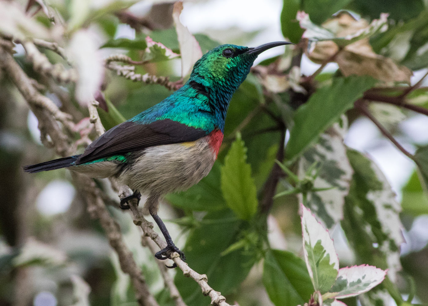 Een olive-bellied sunbird toont z'n prachtige kleuren. © Joachim Bertrands