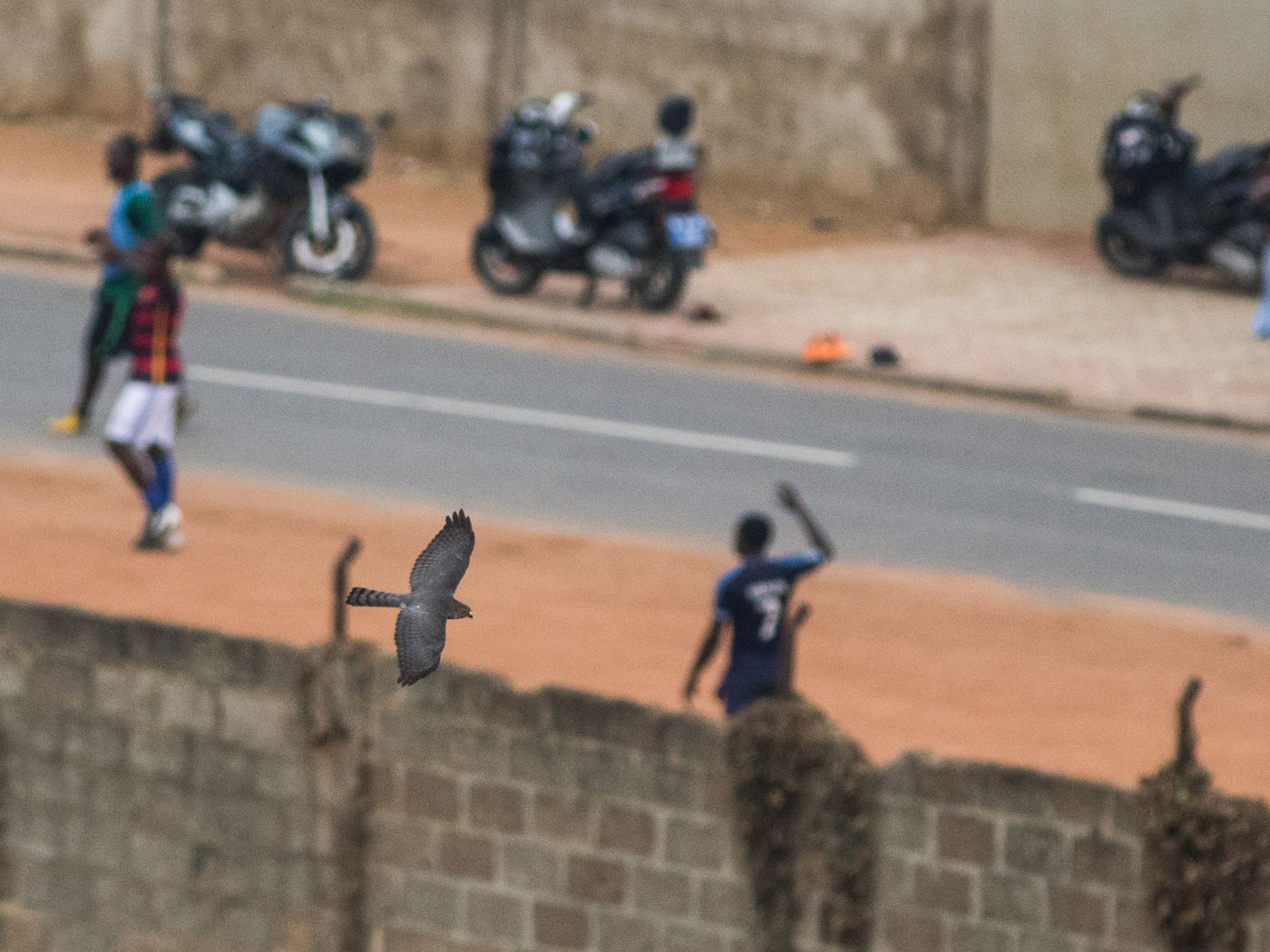 Shikra's zijn snelle rovers die je zelfs in het midden van Accra tegenkomt. © Joachim Bertrands