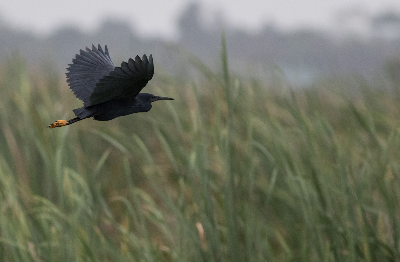 GhanaJoachimBertrands (127 van 166) Zwarte reigers zie je regelmatig hun paraplugedrag vertonen, waarbij ze met hun vleugels een schaduw over het water maken om visjes te vangen. © Joachim Bertrands