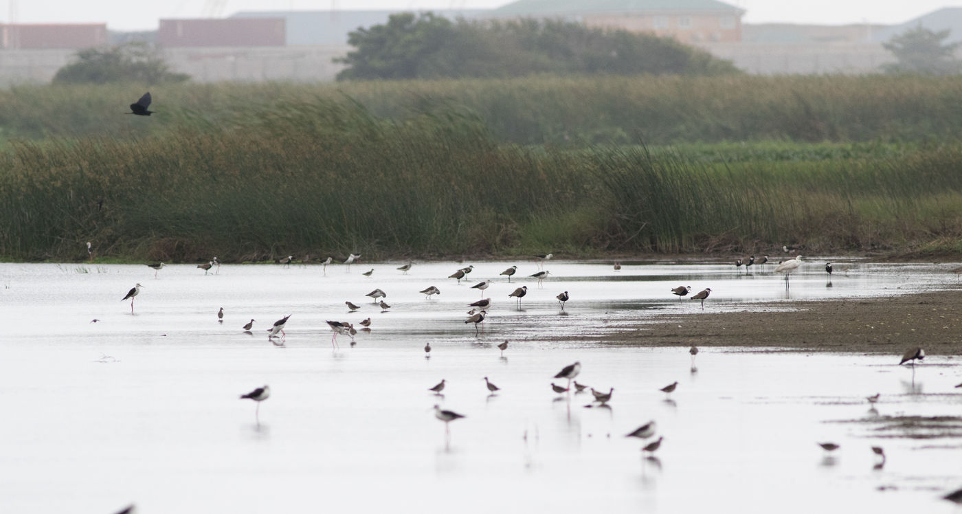 Tal van steltlopers in Brenu Lagoon. © Joachim Bertrands