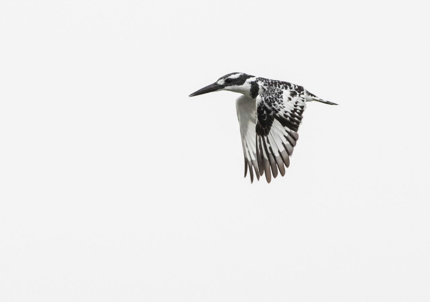 Een bonte ijsvogel in vlucht. © Joachim Bertrands