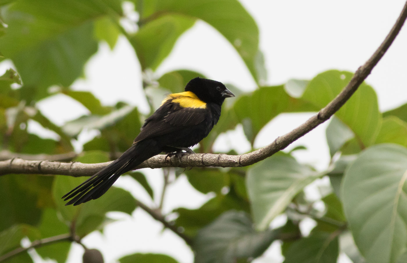 Een yellow-mantled widowbird aan Brenu lagoon. © Joachim Bertrands