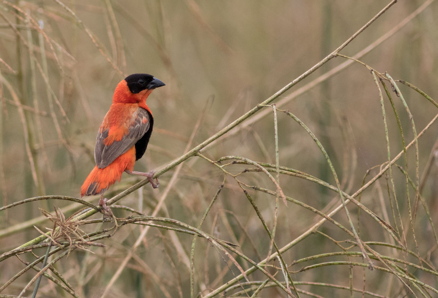 Een northern red bishop is een van de mooiste wevers die je kan zien in het land. © Joachim Bertrands