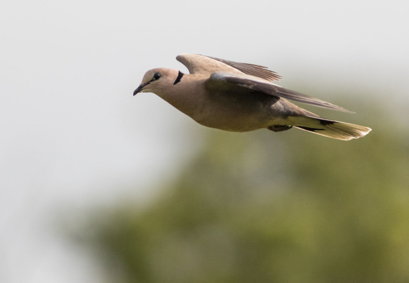 Het land kent een grote diversiteit aan duiven zoals deze vinaceous dove. © Joachim Bertrands