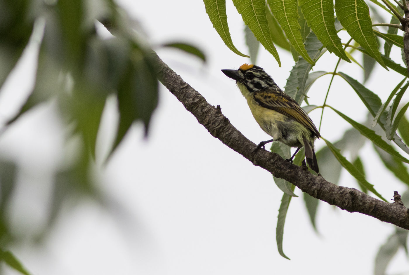 Yellow-fronted tinkerbirds verkiezen eveneens droge savanne. © Joachim Bertrands