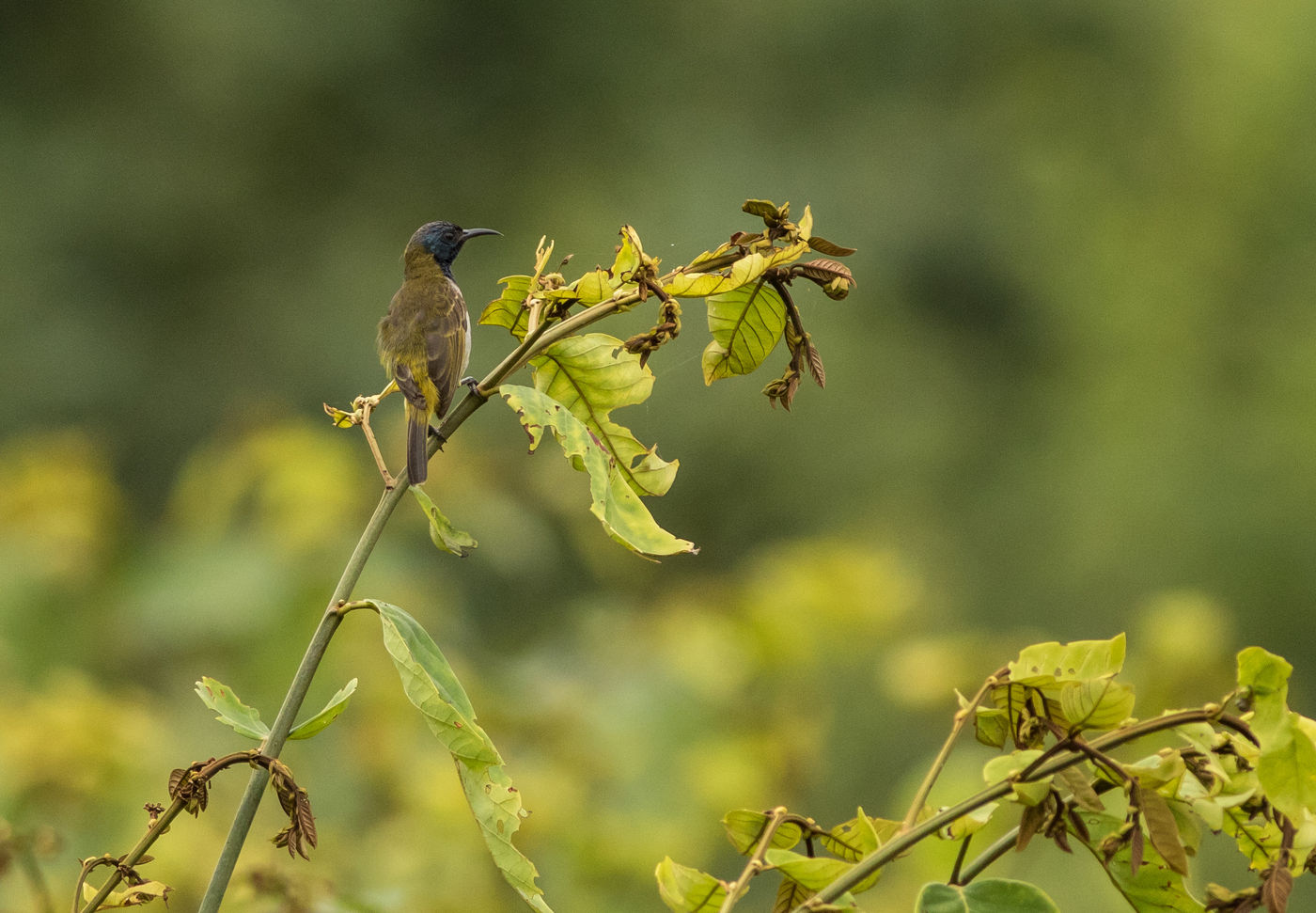 Reichenbach's sunbird is ook een van die zeldzame sunbirds die je vooral aan de kust ziet. © Joachim Bertrands