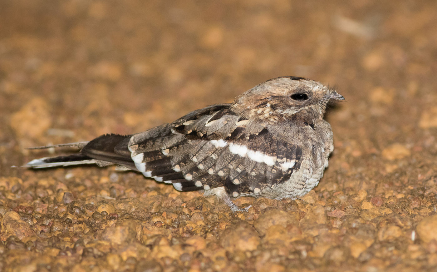 GhanaJoachimBertrands (165 van 166) Black-shouldered nightjar is eveneens een soort van de droge savanne. © Joachim Bertrands
