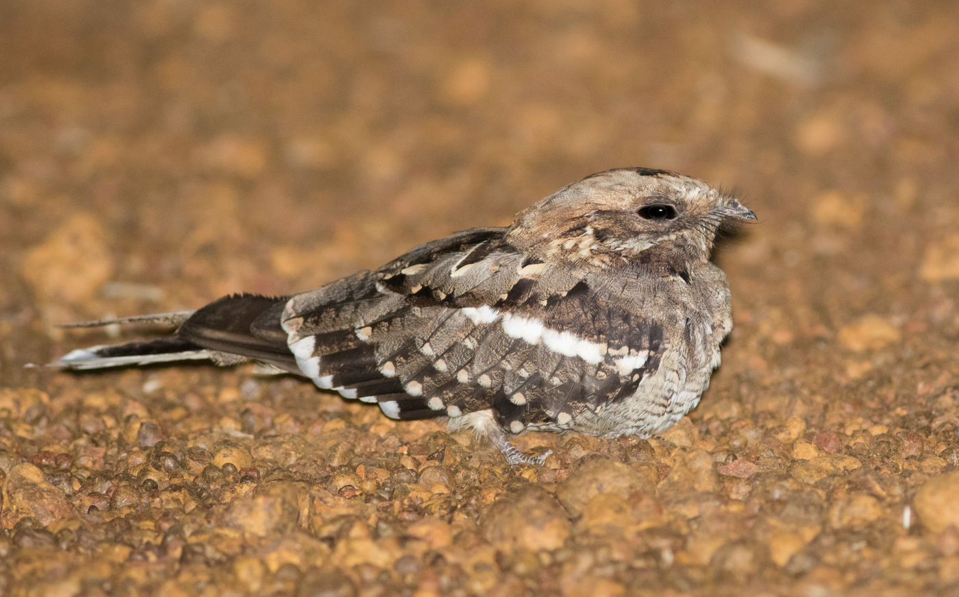 Black-shouldered nightjar is eveneens een soort van de droge savanne. © Joachim Bertrands