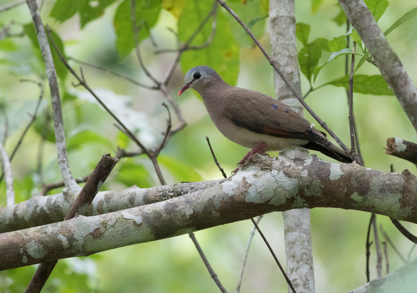 Een blue-spotted wood dove in Ankasa. © Joachim Bertrands