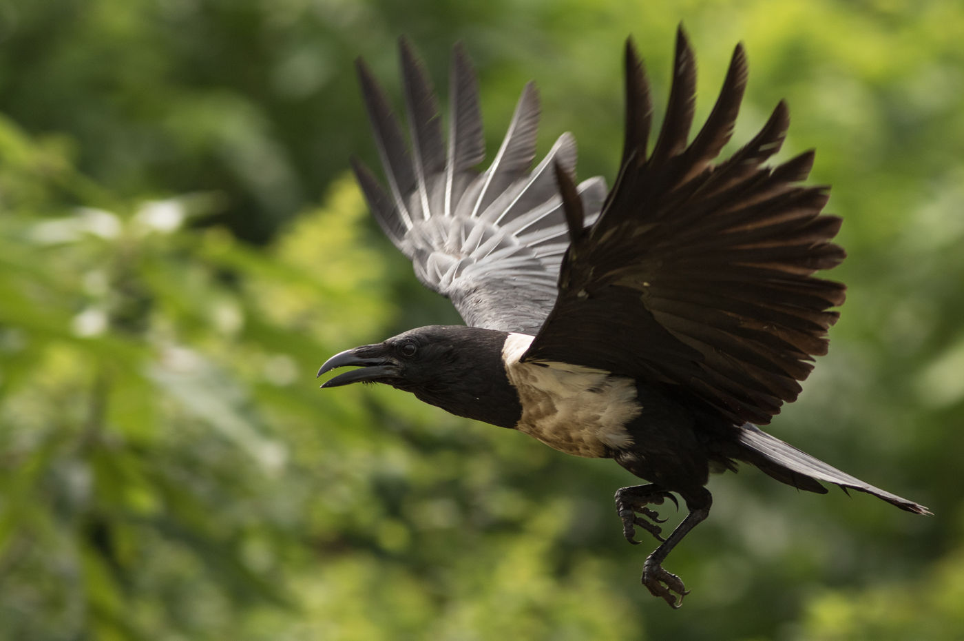 Pied crows vervangen onze kraaien in het land. © Joachim Bertrands