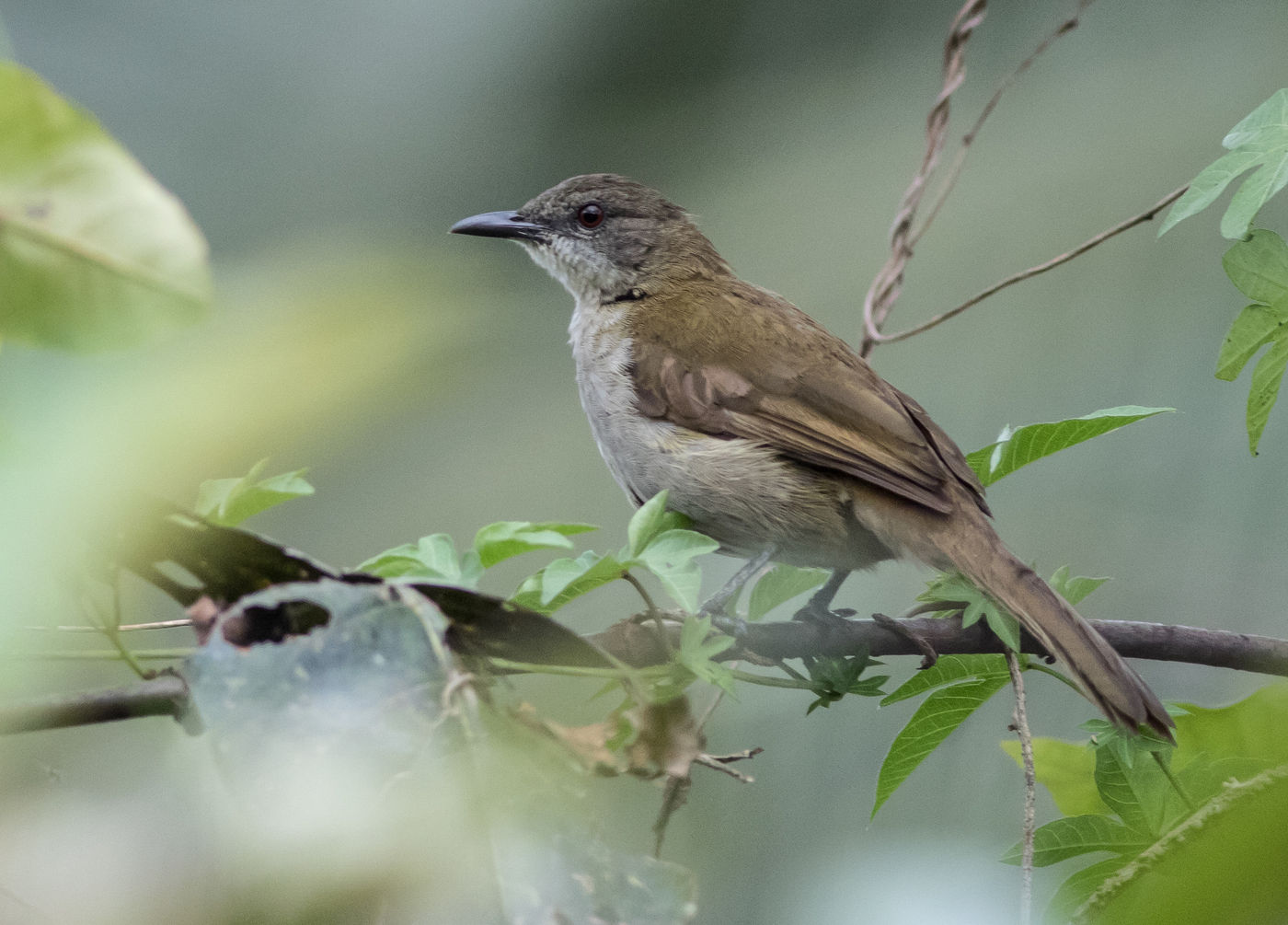 Deze swamp palm bulbul laat zich gewillig fotograferen in Ankasa. © Joachim Bertrands