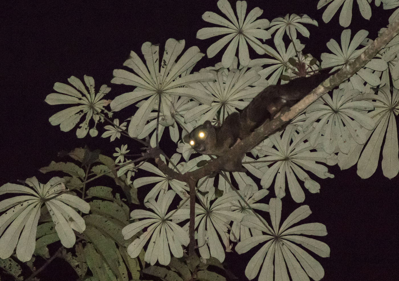 Een palmcivet kruipt door het bladerdek. © Joachim Bertrands