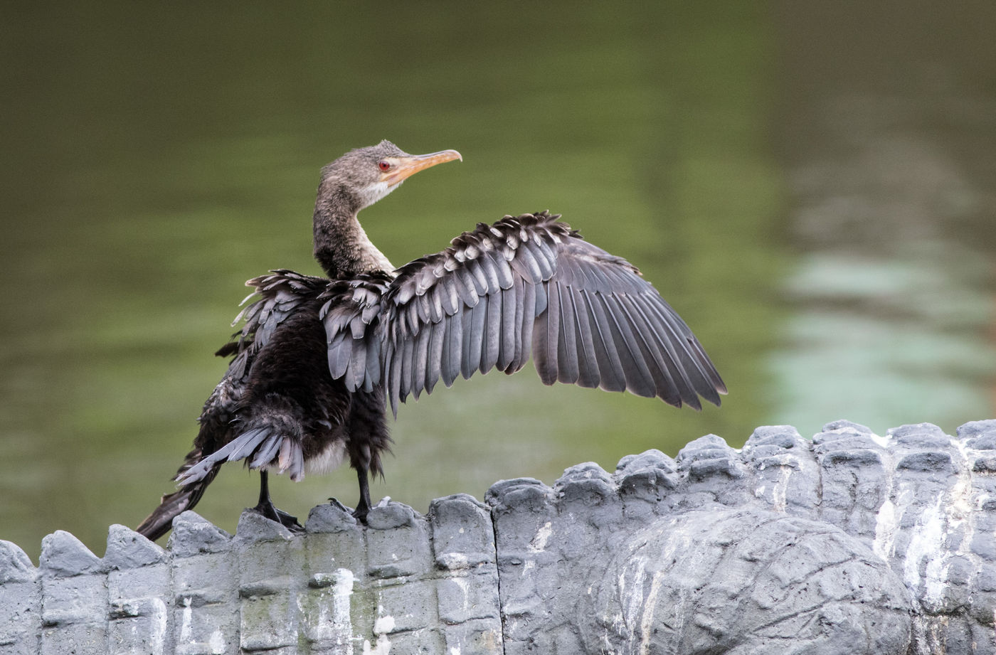 Een jonge long-tailed cormorant gebruikt een beeld van een nijlkrokodil als zitplaats. © Joachim Bertrands