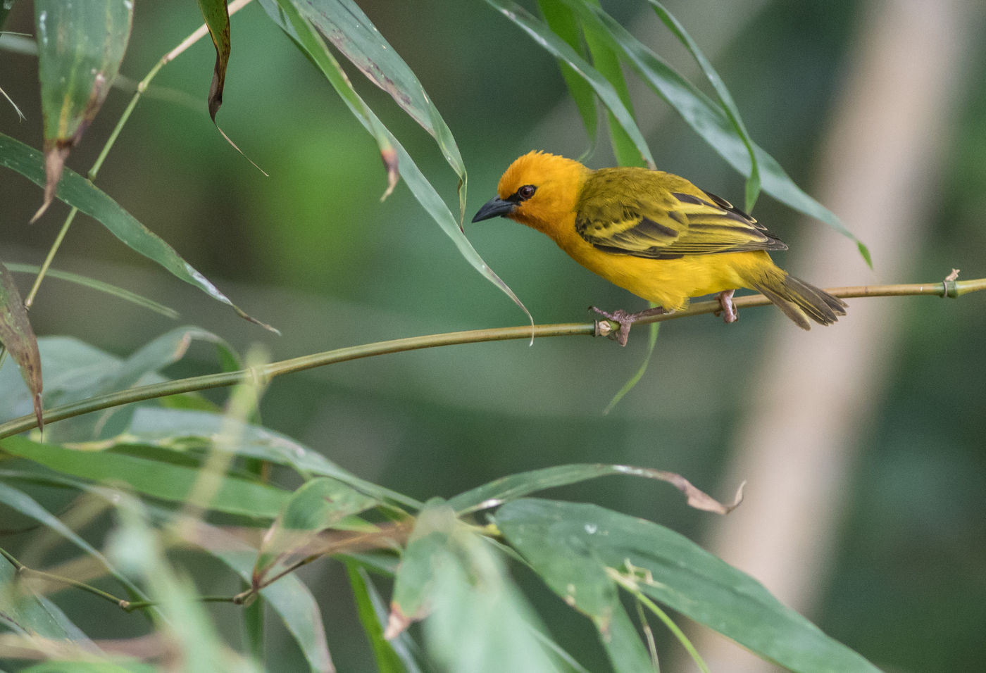 Orange weavers vinden we steeds langs rivieren. © Joachim Bertrands