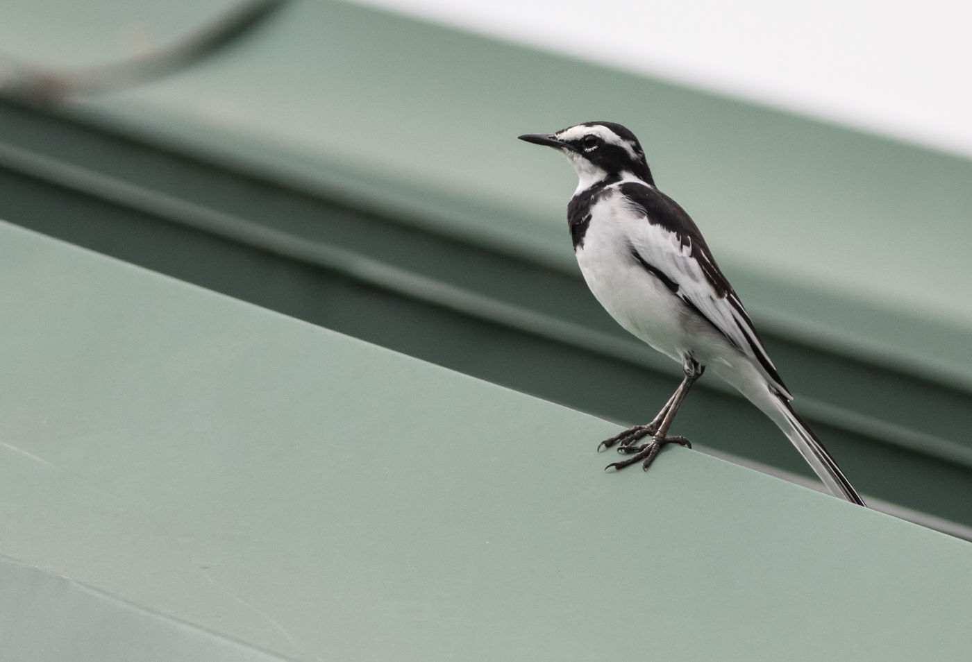 Een African pied wagtail in Winneba. © Joachim Bertrands