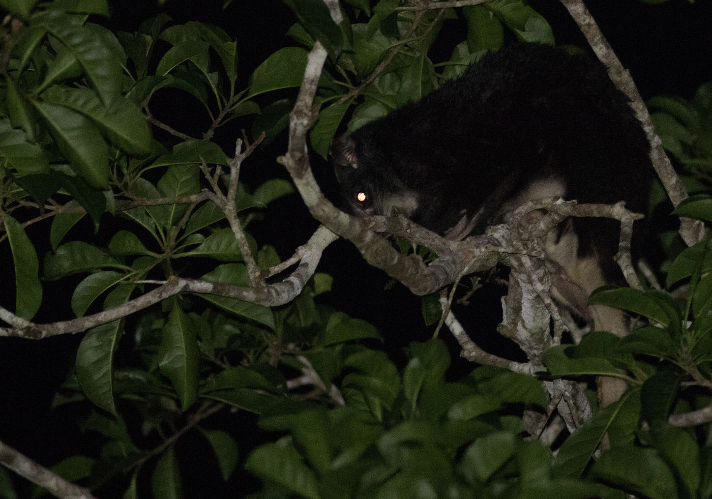 Pel's flying squirrel komt 's nachts in ons vizier. © Joachim Bertrands