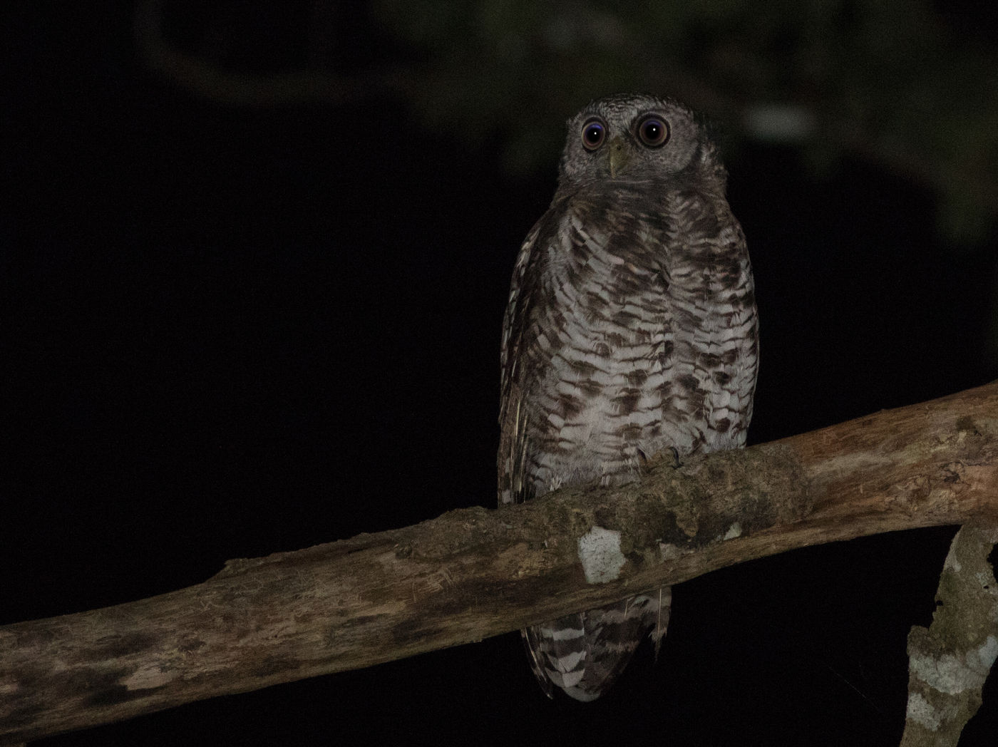 Een volwassen akun eagle owl is een enorme verschijning en deze liet zich gewillig fotograferen. © Joachim Bertrands