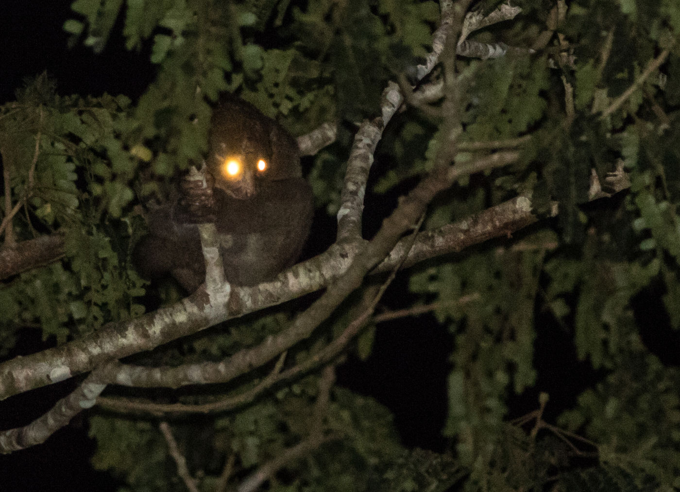 's Nachts maken we kans op tal van zoogdieren, zoals deze West-Afrikaanse potto. © Joachim Bertrands