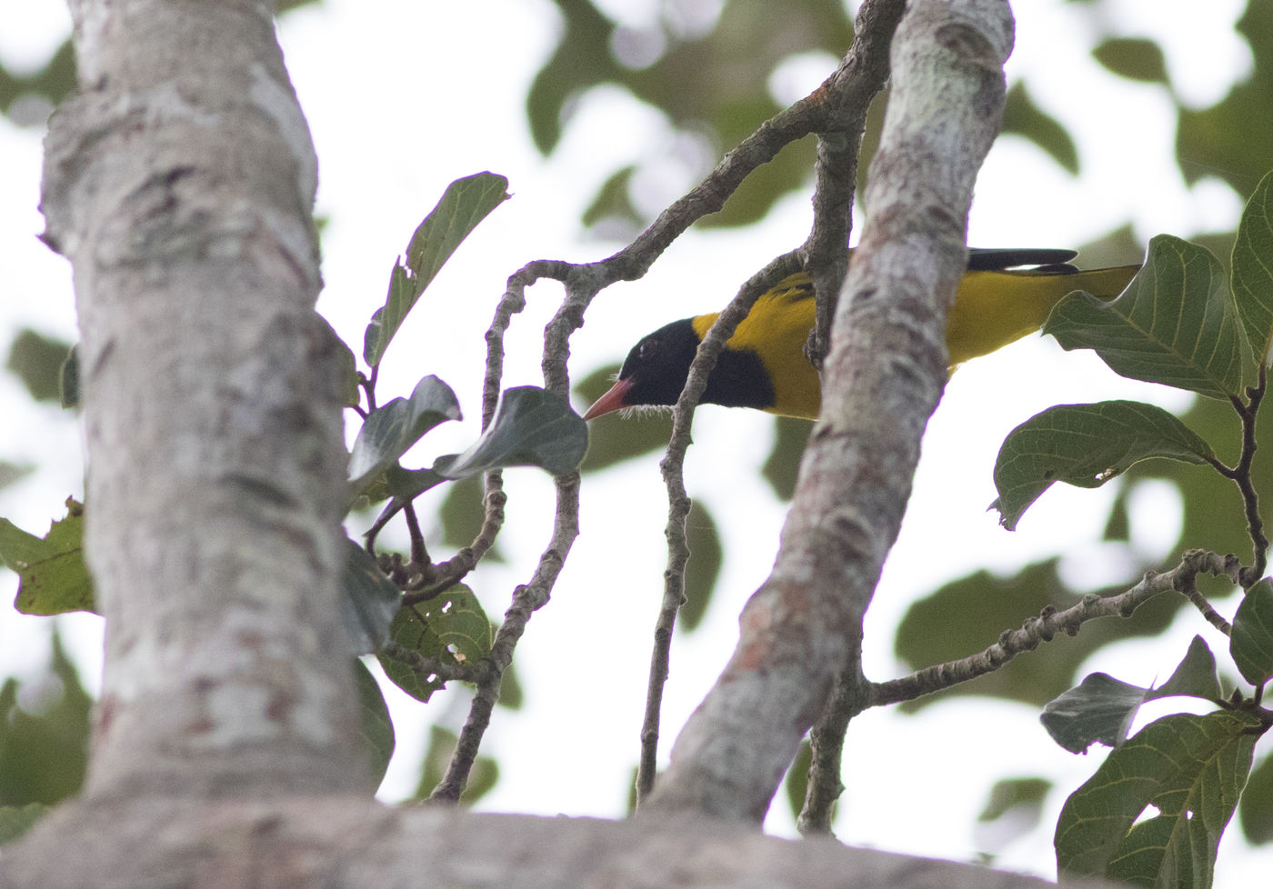 Een western black-headed oriole kruipt door de kruinen. © Joachim Bertrands