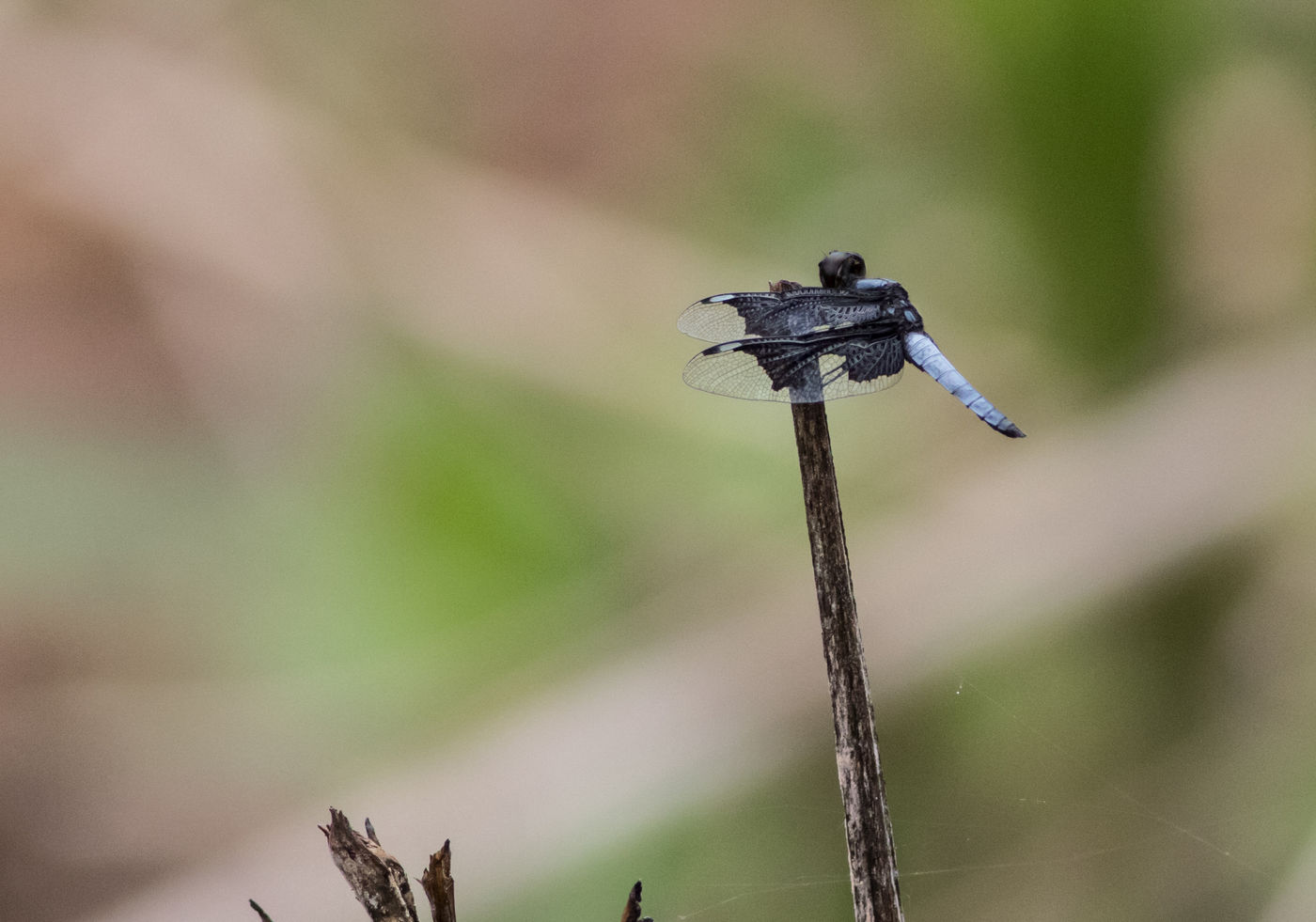 Een van de lokale libellen in Bonkro. © Joachim Bertrands