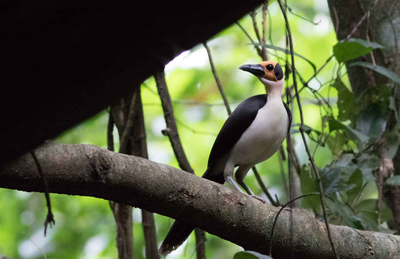 De ster van de reis is deze yellow-headed picathartes, een van de meest zeldzame soorten van West-Afrika. © Joachim Bertrands