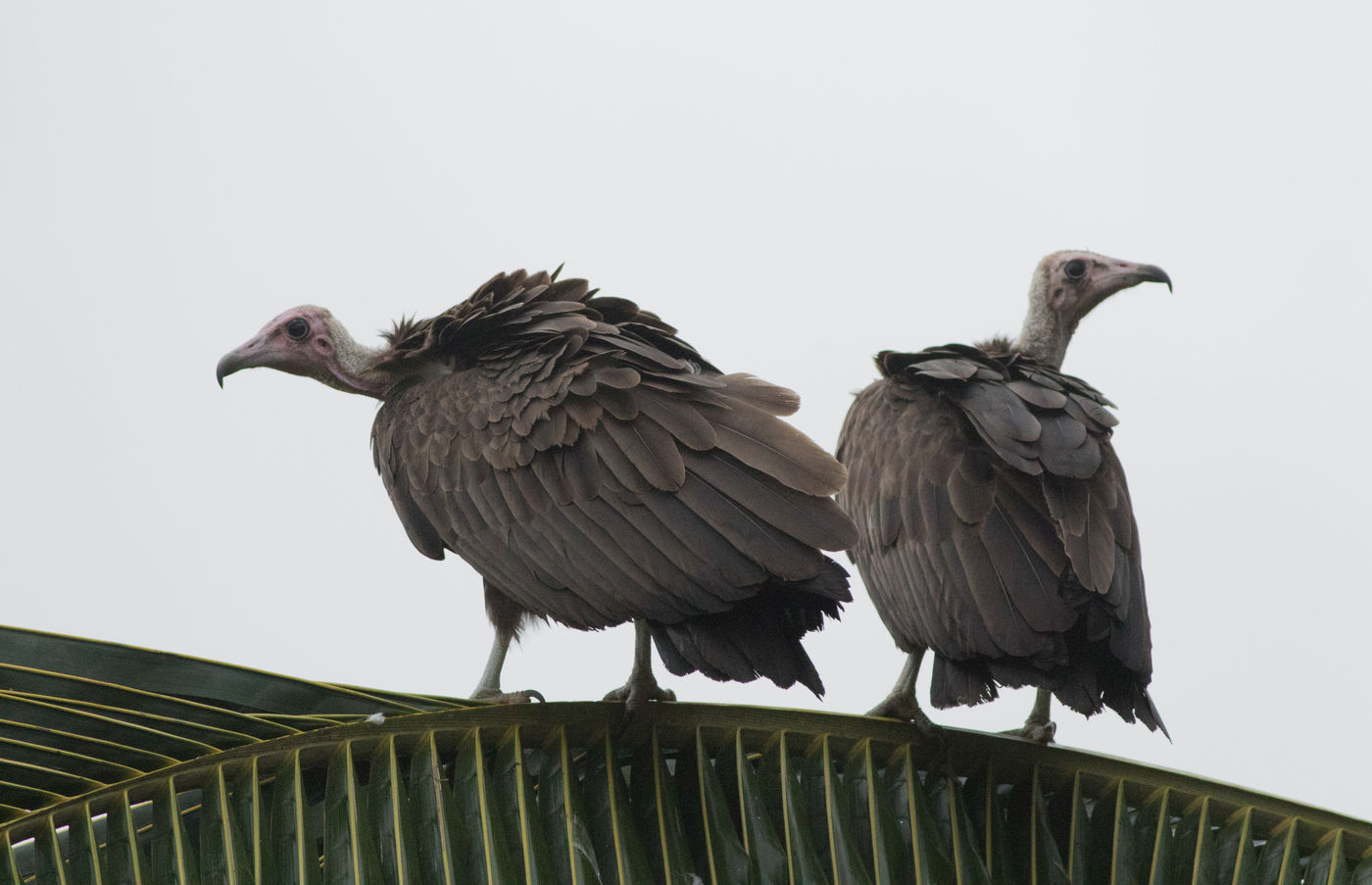 Hooded vultures gaan helaas snel achteruit en staan als 'ernstig bedreigd' op de rode lijst van de IUCN. © Joachim Bertrands