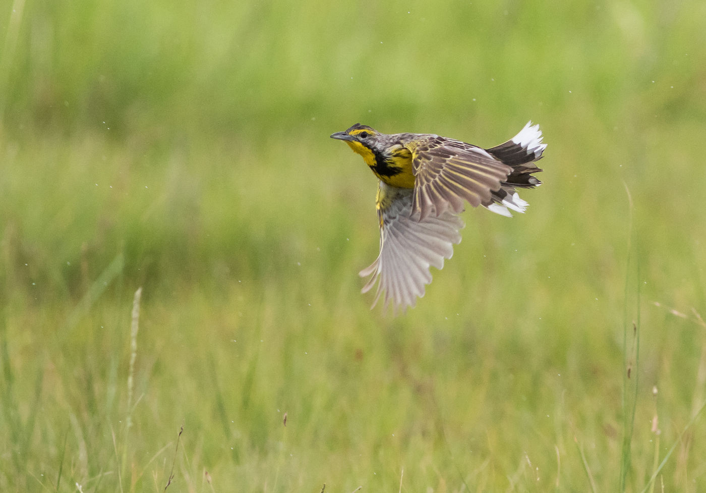 Yellow-throated longclaw is een typische verschijning van open habitats en nauw verwant aan de piepers. © Joachim Bertrands