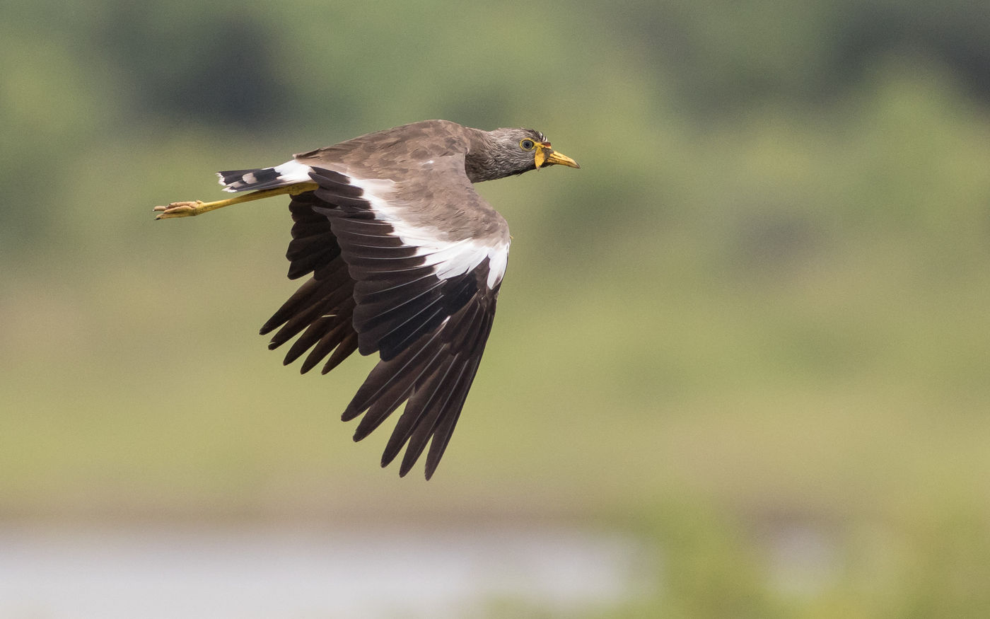 Een wattled lapwing vliegt langs. © Joachim Bertrands