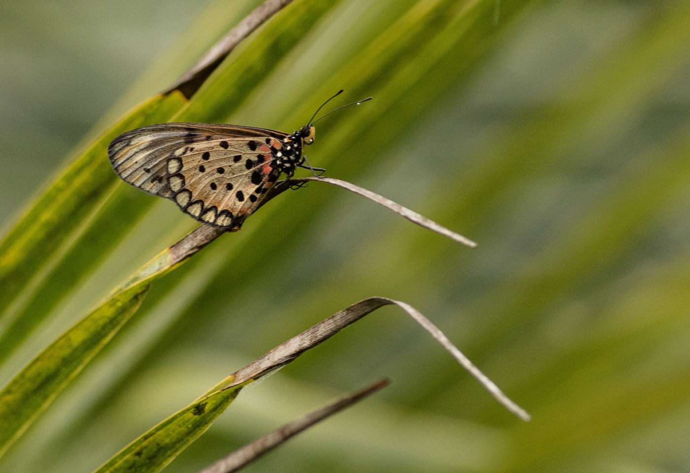 Dagvlinders in overvloed te Ankasa! © Joachim Bertrands