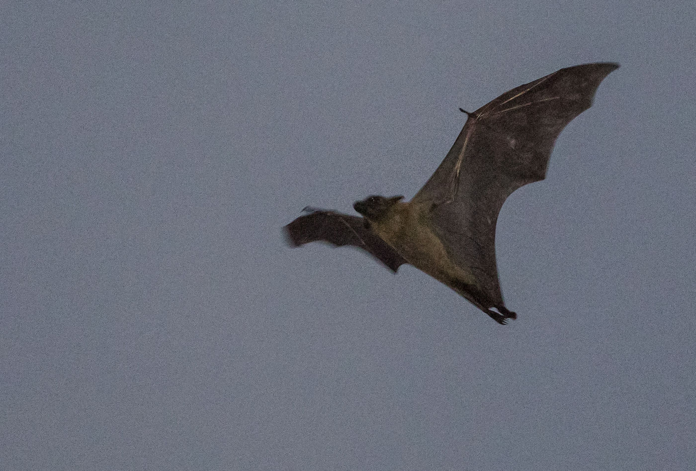 Een straw-colored fruit bat, net na het uitzwermen in Accra. © Joachim Bertrands