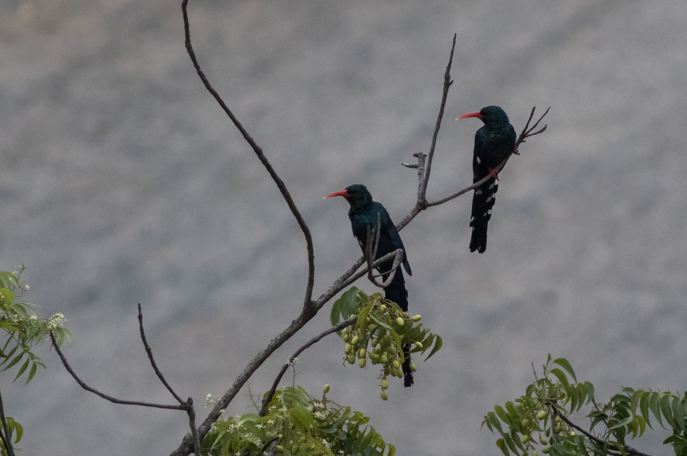 Green woodhoopoes in Atewa. © Joachim Bertrands