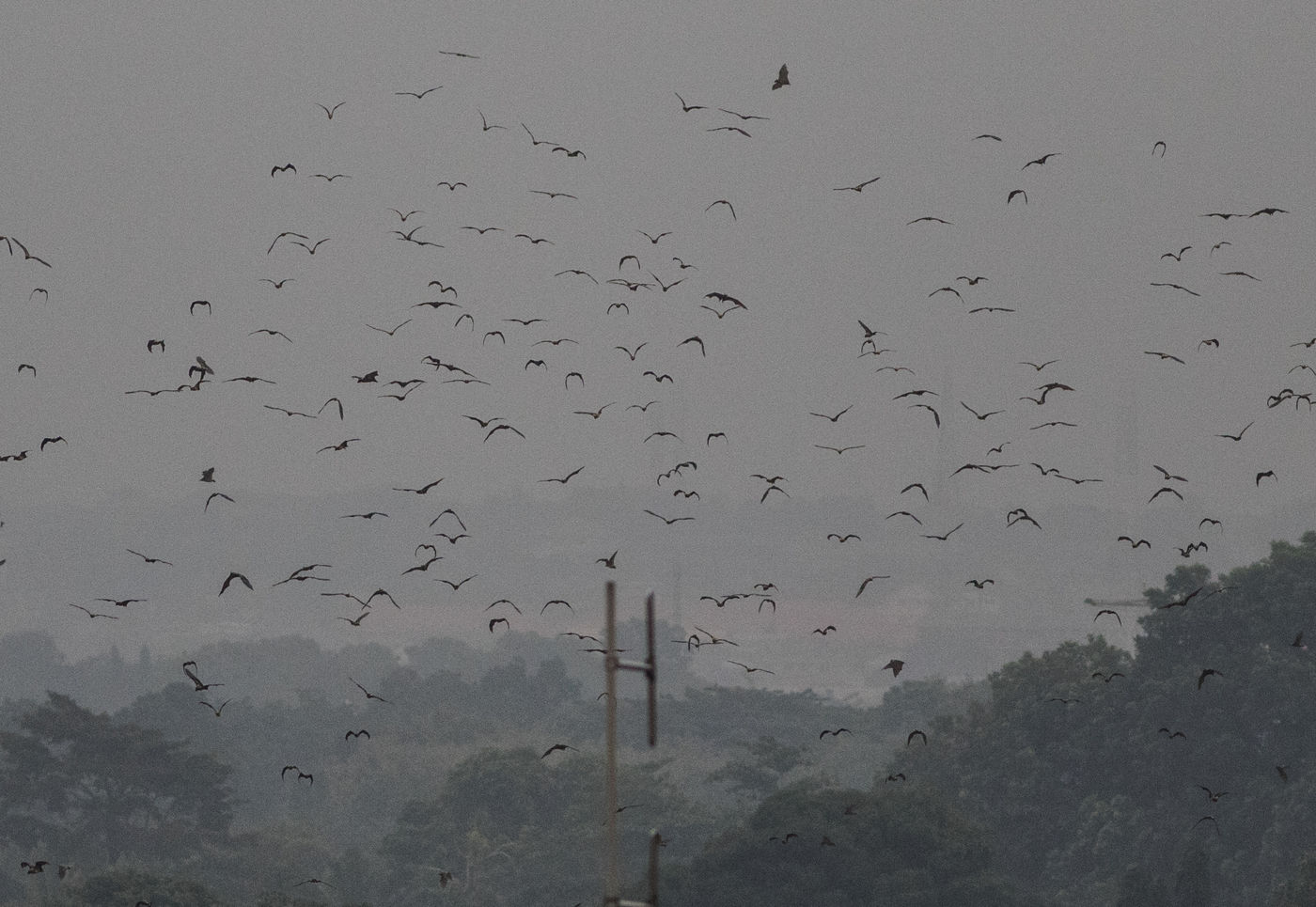 Het uitzwermen van de straw-colored fruit bats in Accra. © Joachim Bertrands