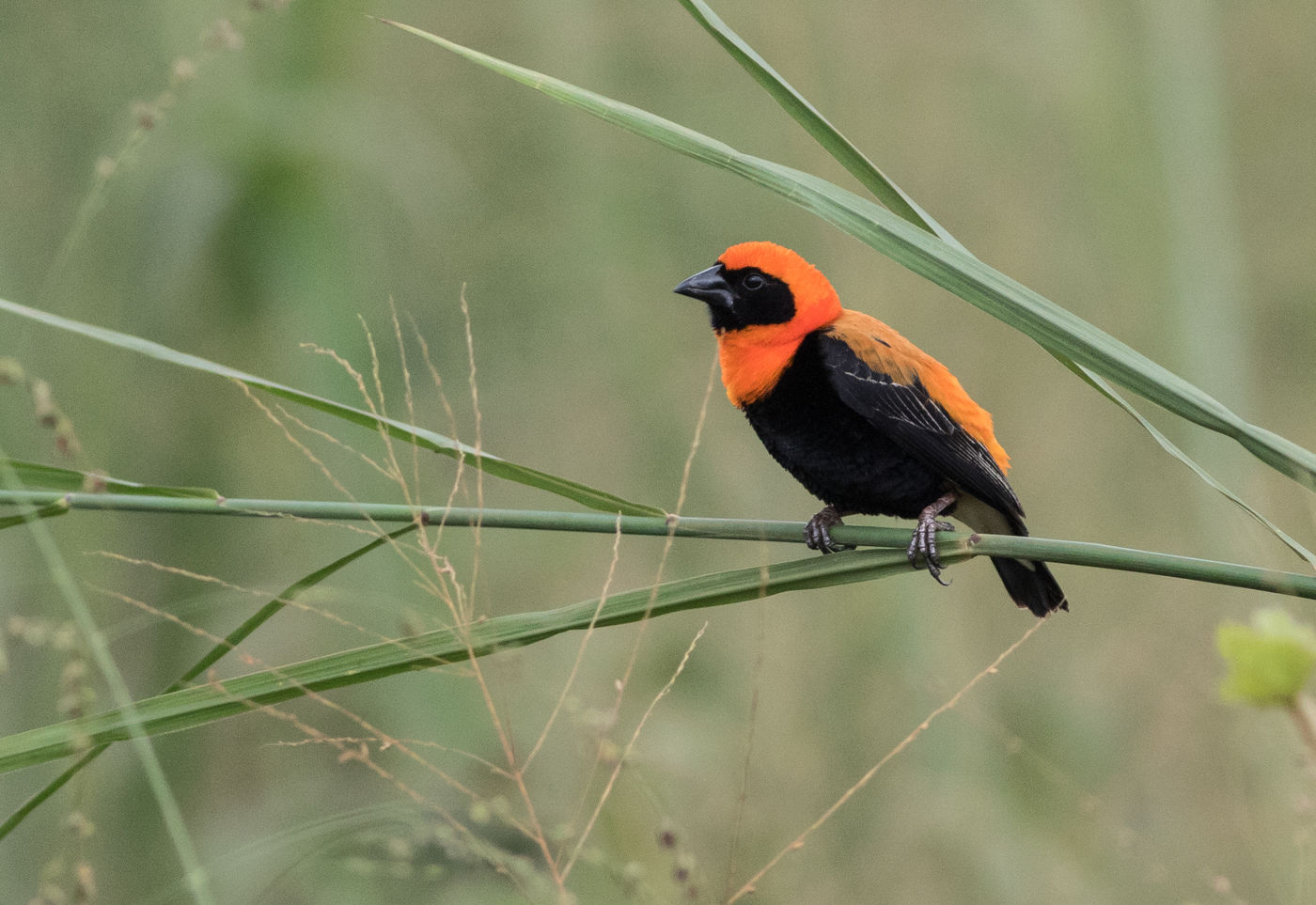 Een black-winged bishop in vol prachtkleed. © Joachim Bertrands